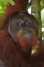 Big male orangutan, Sepilok, Sabah