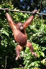Orangutan swinging along rope, Sepilok, Sabah