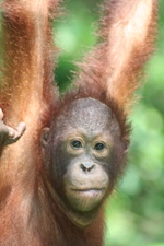 Orangutan, Sepilok, Sabah