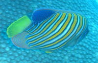 Angelfish, Barracuda Point, Sipadan, Sabah
