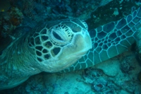 Green Turtle, White-tip Avenue, Sipadan, Sabah