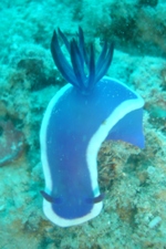 Blue & White Nudibranch (hypselodoris bullockii), Kapalai, Sabah