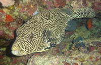 Pufferfish, Turtle Patch, Sipadan, Sabah