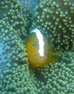 Clownfish, Big Reef, Sipadan, Sabah