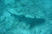 White-tip reef shark, Big Reef, Sipadan, Sabah