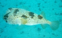 Blotched Porcupine Fish, House Reef, near Mabul Island, Sabah