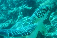 Green Turtle, Paradise 1, near Mabul Island, Sabah