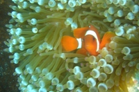 Clown Anemonefish, Paradise 1, near Mabul Island, Sabah