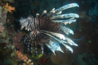 Red Firefish, The Drop-Off, Sipadan, Sabah
