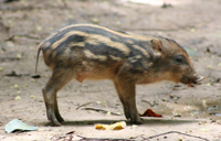 Baby Wild Pig, Taman Negara
