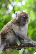 Long-tailed macaque, Taman Negara