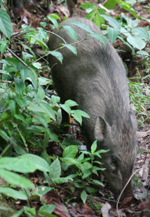 Wild Pig, Taman Negara