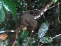 Squirrels at the Bunbun Kambung hide, Taman Negara