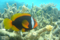 Black anemonefish, Tuna Bay, Pulau Perhentian Besar