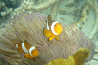 Clownfish, Tuna Bay, Pulau Perhentian Besar