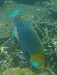 Parrotfish, Tuna Bay, Pulau Perhentian Besar