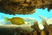 Yellow boxfish amongst the coral, Tuna Bay, Pulau Perhentian Besar
