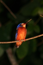 Blue-eared Kingfisher, Kinabatangan River, Sabah