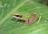 White-lipped tree frog, Kinabatangan River, Sabah