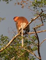 Proboscis Monkey, Kinabatangan River, Sabah