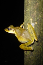 Tree frog on Night walking safari, Uncle Tan's Jungle Camp, Sabah