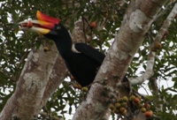 Hornbill, Kinabatangan River, Sabah
