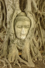 Buddha head in tree roots, Wat Mahathat, Ayutthaya