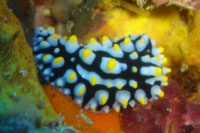 Nudibranch, Sail Rock, Koh Phangan