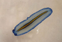 Tiny nudibranch, Had Yao, Koh Phangan