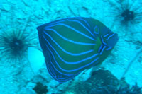 Blue-ringed Angelfish, Southwest Pinnacle, Koh Phangan