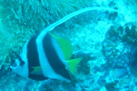 Bannerfish, Southwest Pinnacle, Koh Phangan