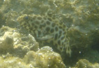 (?) Fish, Had Yao Bay, Koh Phangan