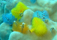 Christmas-tree worms, Angthong Marine Park, Koh Phangan