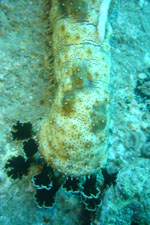 Large sea cucumber with 10 legs!, Shark Island, Koh Phangan