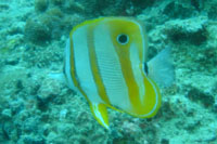 Beaked Butterfly Fish, Angthong Marine Park, Koh Phangan