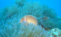 Pink Anemonefish, Angthong Marine Park, Koh Phangan