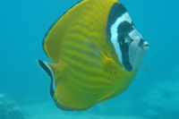 Butterflyfish, Hin Ngam Bay, Koh Tao