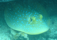 Blue-spotted stingray, Hin Ngam Bay, Koh Tao
