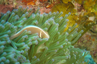Pink anemone fish, Hin Wong Bay, Koh Tao