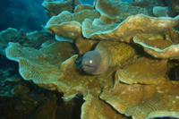 White-eyed moray eel, Ao Mao Bay, Koh Tao