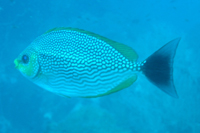Diagonal-banded Sweetlips, Southwest Pinnacle, Koh Tao