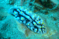 Nudibranch, Southwest Pinnacle, Koh Tao