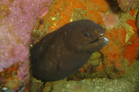 White-eyed moray eel, Southwest Pinnacle, Koh Tao