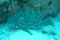 Hexagon Cod, Shark Island, Koh Tao