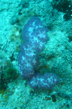 Soft Coral, Southwest Pinnacle, Koh Tao