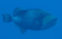 Titan Triggerfish, Southwest Pinnacle, Koh Tao