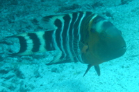 Red-breasted wrasse, Hin Ngam Bay, Koh Tao