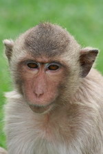 Monkey at Phra Prang Sam Yot, Lopburi