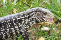 Monitor Lizard just next to Waterfall trail, Parque Nacional Iguacu