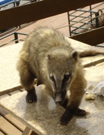 Cheeky coati raids the picnic tables, Parque Nacional Iguacu